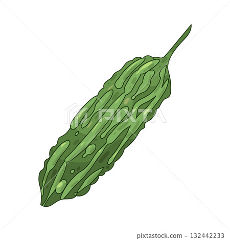 illustration of Bitter Melon 132442233