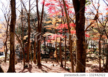 Autumn leaves landscape Autumn leaves landscape 132442422