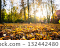 Autumn leaves covering ground in sunlit forest with vibrant colors 132442480
