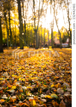 Autumn landscape with colorful fallen leaves and sun shining through trees 132442481