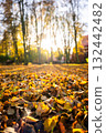 Autumn leaves covering ground with sunlight filtering through trees 132442482