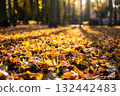 Autumn leaves covering ground in vibrant colors with sunlight through trees 132442483
