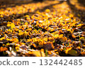 Colorful autumn leaves covering ground in warm sunlight with shadows 132442485