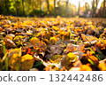 Colorful autumn leaves scattered on ground with sunlight filtering through trees 132442486