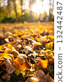 Autumn leaves covering ground in vibrant colors with soft sunlight 132442487
