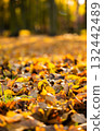 Colorful autumn leaves scattered on forest floor with sunlight filtering 132442489