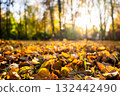 Colorful autumn leaves covering ground in sunlit forest landscape 132442490