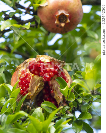 Cracked pomegranate fruit Cracked pomegranate fruit 132442503