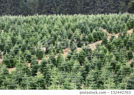 Nordmann fir plantation in Denmark for the Christmas market 132442763