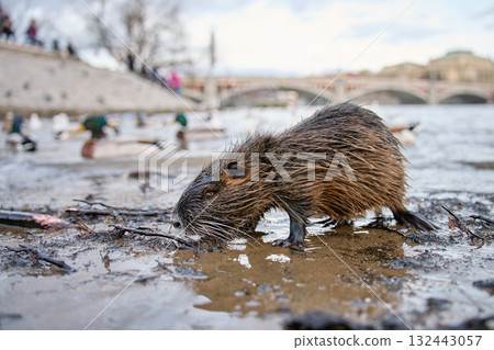 Coypu sitting near riverbank in Prague Coypu sitting near riverbank in Prague 132443057