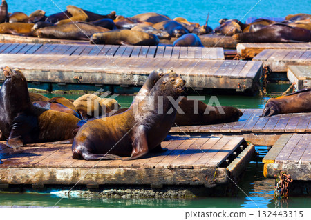 San Francisco Pier 39 lighthouse and seals California San Francisco Pier 39 lighthouse and seals California 132443315