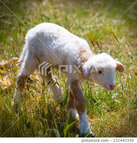 Baby lamb newborn sheep standing on grass field 132443350