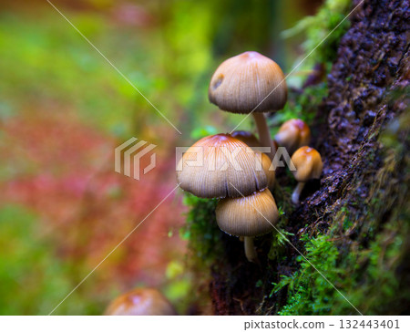 Psilocybe mushrooms in a beech tree trunk at Irati  Pyrenees 132443401