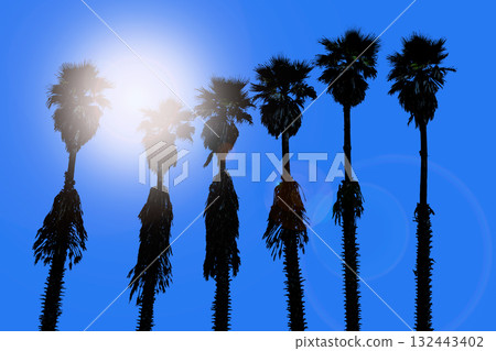 california palm trees washingtonia western surf flavour california palm trees washingtonia western surf flavour 132443402