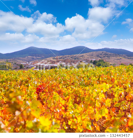 Aragon Paniza autumn golden red vineyard in Zaragoza 132443457