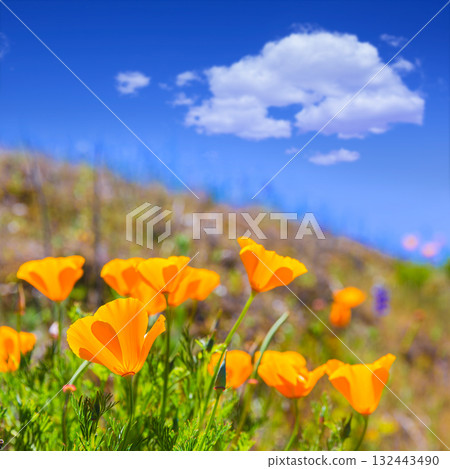 Poppies poppy flowers in orange at California spring fields 132443490