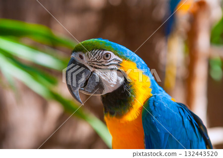 Blue Parrot portrait with yellow neck 132443520