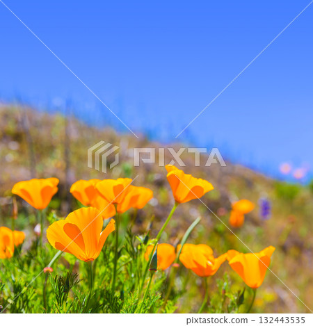 Poppies poppy flowers in orange at California spring fields 132443535