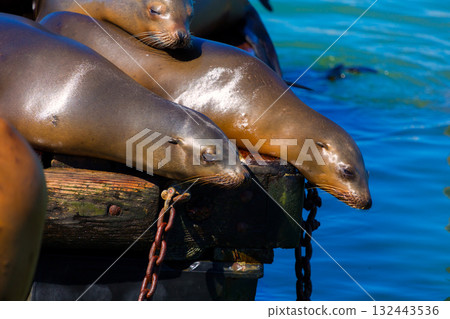 San Francisco Pier 39 lighthouse and seals California San Francisco Pier 39 lighthouse and seals California 132443536