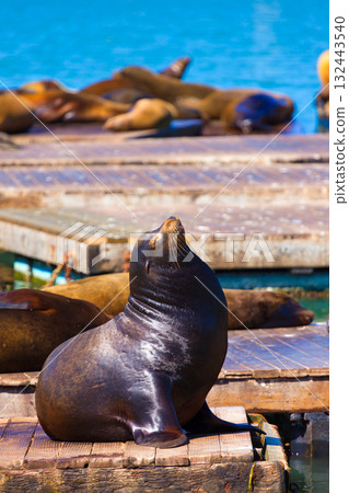 San Francisco Pier 39 lighthouse and seals California San Francisco Pier 39 lighthouse and seals California 132443540