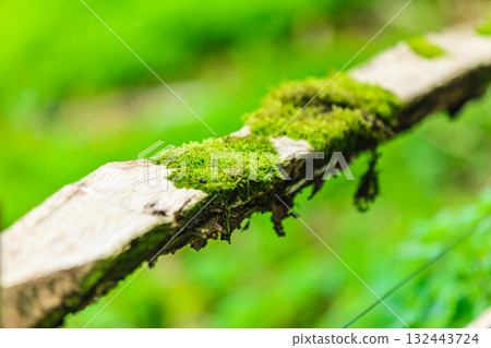 Closeup tree covered with green moss. Outdoor. 132443724