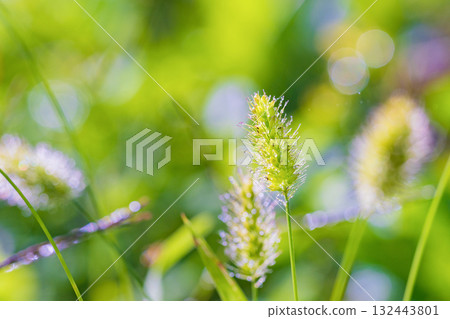 Green foxtail (cat tease) bathed in the morning sun Green foxtail (cat tease) bathed in the morning sun 132443801