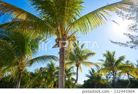 Holbox Island in Quintana Roo Mexico 132443984