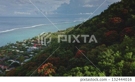 Capturing vibrant red blossoms adorning lush green slopes in Tahiti, cascading down to meet the crystal-clear turquoise waters of the pacific ocean 132444016