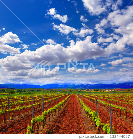 La Rioja vineyard fields in The Way of Saint James 132444037