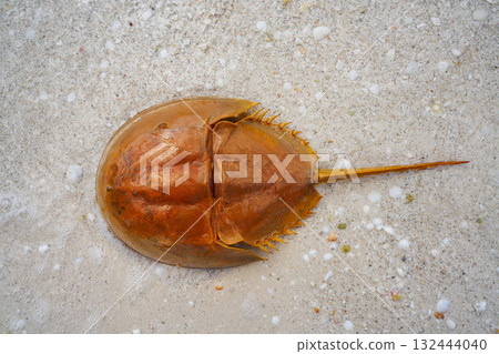 Cacerola de mar Limulus polyphemus Mexico 132444040