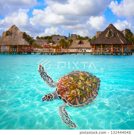 Turtle photomount at Laguna de Bacalar 132444048