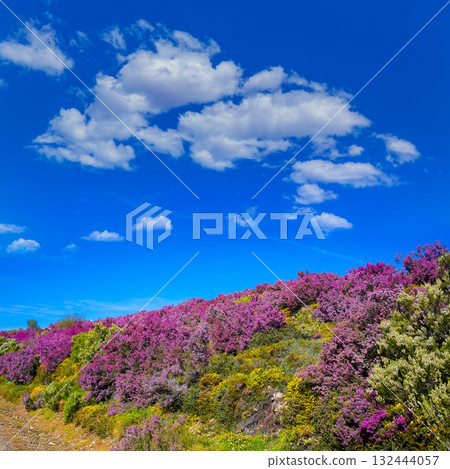 The way of Saint James in Leon pink mountains 132444057