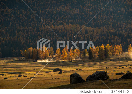 Autumn forest line glowing with golden trees in a quiet meadow at golden hour 132444130