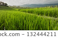 Indonesia, Bali: lush green rice terraces and tropical hillside with palm trees and distant mountains under a cloudy sky, creating a serene, vibrant agricultural landscape. Low angle close up flight Indonesia, Bali: lush green rice terraces and tropical hillside with palm trees and distant mountains under a cloudy sky, creating a serene, vibrant agricultural landscape. Low angle close up flight 132444211