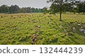Large herd of deer peacefully grazing in sunset light, green meadow and lush trees, capturing the essence of serene wildlife in a natural habitat. Wild animals discovery. Aerial view drone Large herd of deer peacefully grazing in sunset light, green meadow and lush trees, capturing the essence of serene wildlife in a natural habitat. Wild animals discovery. Aerial view drone 132444239