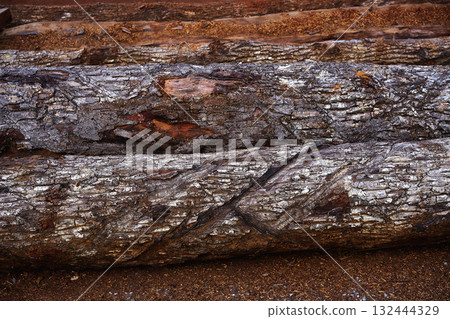 Chico Zapote Manilkara zapota wood Mexico 132444329