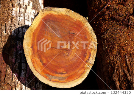 Chico Zapote Manilkara zapota wood Mexico 132444330