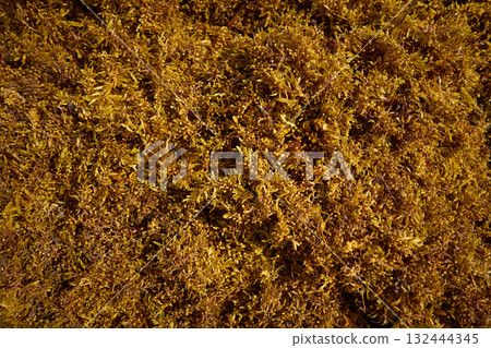 Seaweed algae kelp Mexico Caribbean beach 132444345
