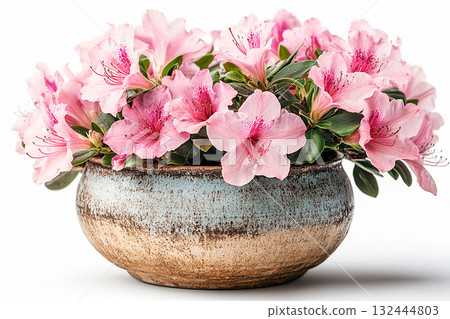 Bright plant in pot. Azalea bush is growing in vintage rural pot with fleshy leaves and flowers. Blooming plant on a white background. 132444803