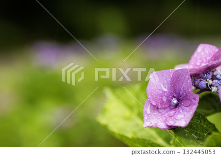 June flowers and rainy scenery 132445053