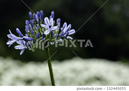 六月花雨景-3 132445055