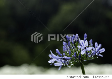 June Flowers and Rain Scenery-4 June Flowers and Rain Scenery-4 132445056