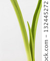 Amaryllis green leaves 132445272