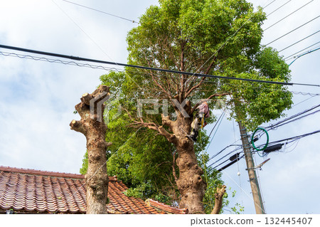 對長到電線高度的樟樹進行大量修剪 132445407