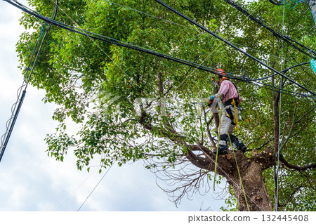 Heavy pruning of camphor trees that had grown to the height of the power lines Heavy pruning of camphor trees that had grown to the height of the power lines 132445408