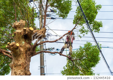 Heavy pruning of camphor trees that had grown to the height of the power lines 132445410