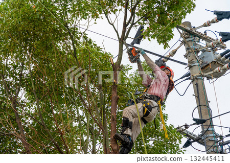 Heavy pruning of camphor trees that had grown to the height of the power lines Heavy pruning of camphor trees that had grown to the height of the power lines 132445411