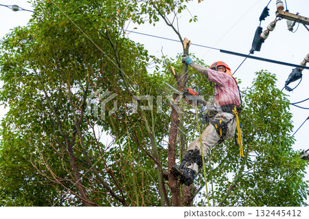 對長到電線高度的樟樹進行大量修剪 132445412