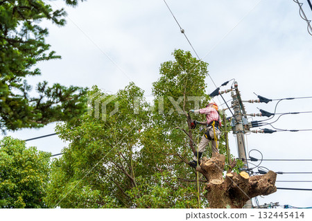 Heavy pruning of camphor trees that had grown to the height of the power lines Heavy pruning of camphor trees that had grown to the height of the power lines 132445414