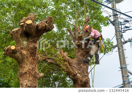 對長到電線高度的樟樹進行大量修剪 132445416